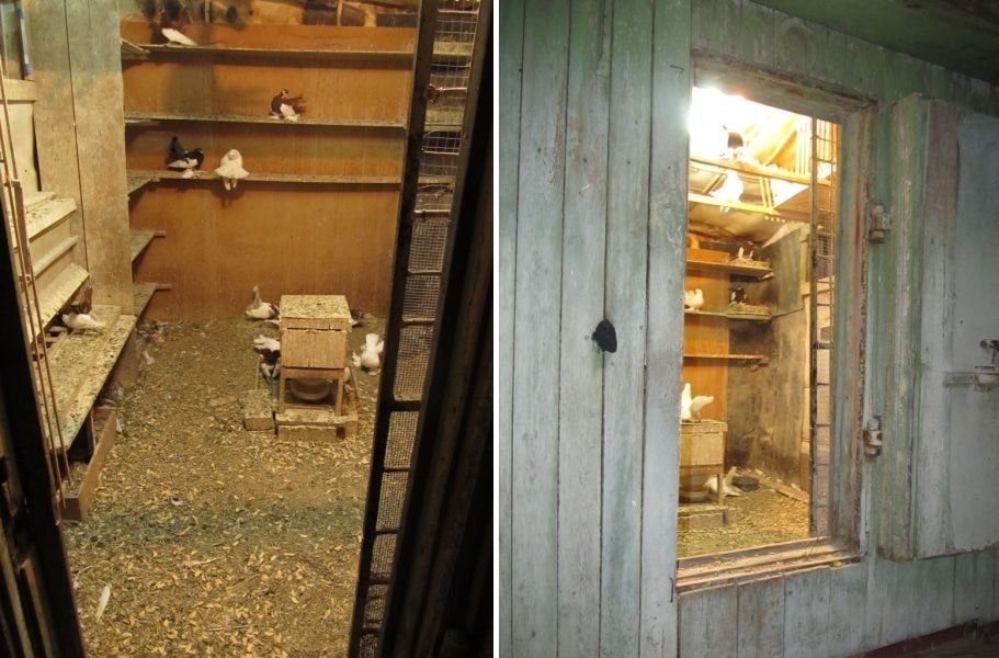 Судебные дела, Томские новости, кража голуби воровство разведение голубей Томича осудят за кражу декоративных голубей