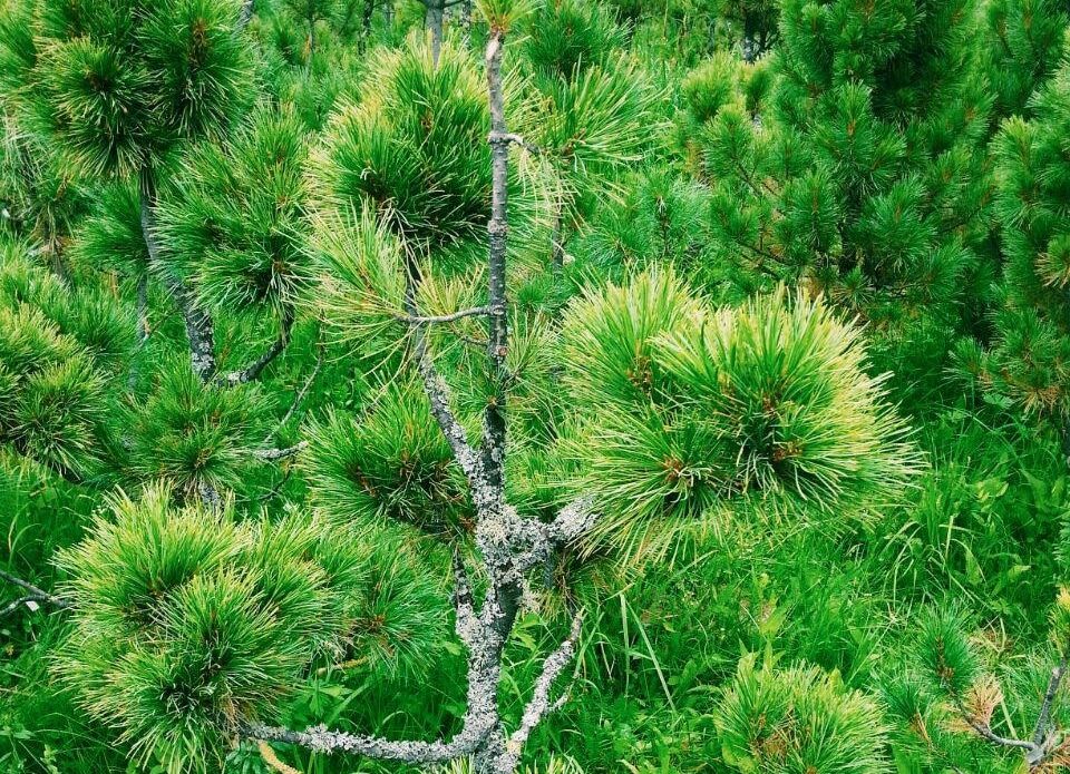 Городское благоустройство, Зелень в городе, Томские новости, озеленение серебристый тополь посадка деревьев ели Озеленение бульвара на Кирова в Томске планируют завершить к 20 августа