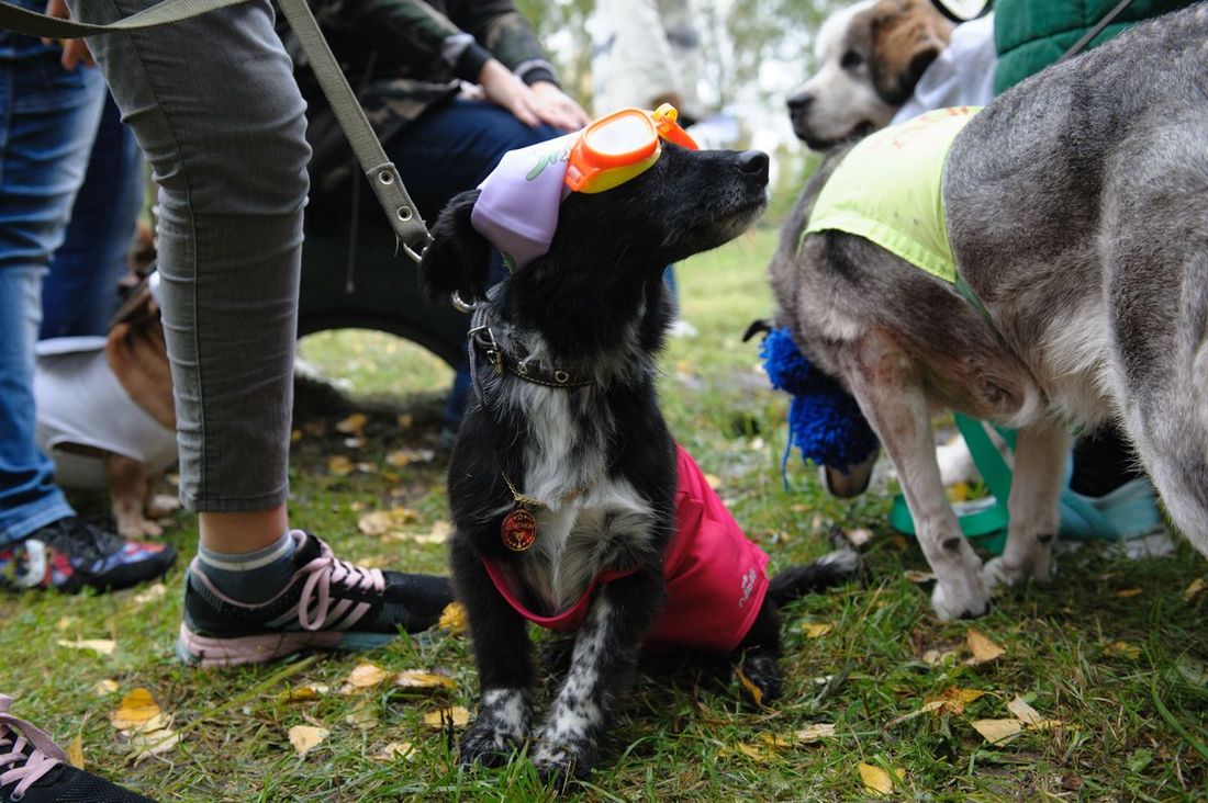 Конкурсы и акции, Томские новости, конкурс собаки пёсики В Томске прошел конкурс Дворняги-шоу (ФОТО)