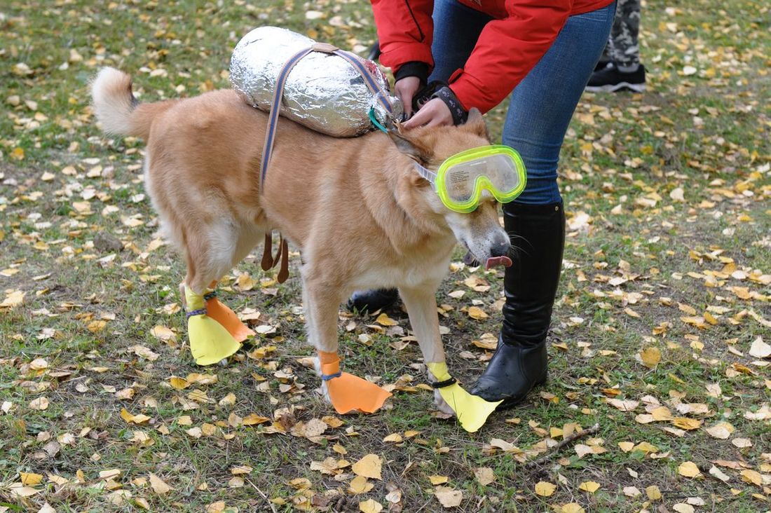 В мире животных, Томские новости, найти пропавшее животное пропала собака кошка нашлась кошка собака В Томской области запустили сервис для поиска пропавших животных
