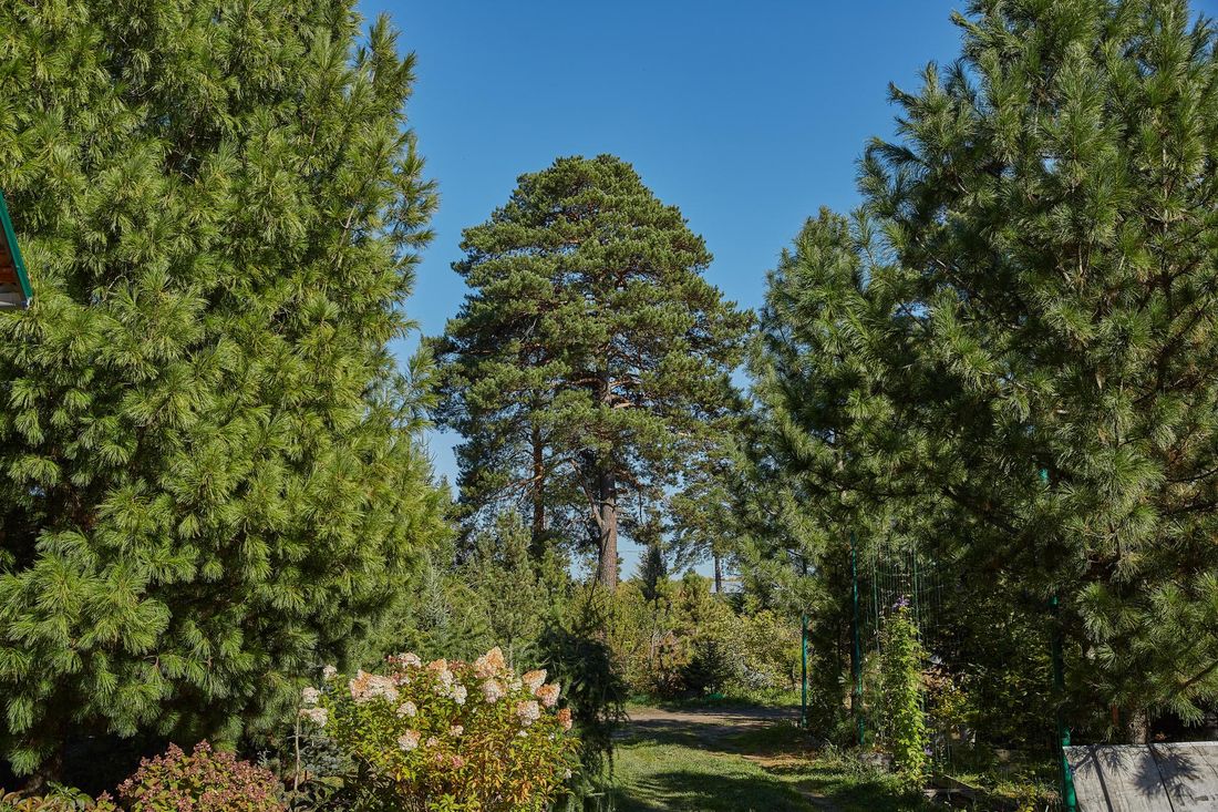 Природа, Томские новости, короед дальний восток россельхознадзор деревья вредители природа экология леса Томской области Уничтожающий томские кедры союзный короед пришел с Дальнего Востока — Россельхознадзор