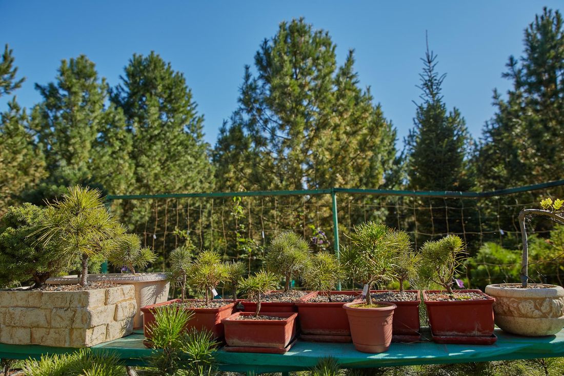 Природа, Томские новости, лес посадили ель сосна В питомниках Томской области посеяли более 200 кг семян сосны и ели