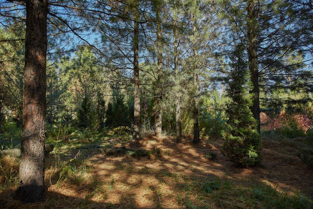 Природа, Томские новости, министерство природы рубки деревьев древесина защита природы Минприроды разработает временные правила рубок пораженных вредителем кедров в Томской области — облдума