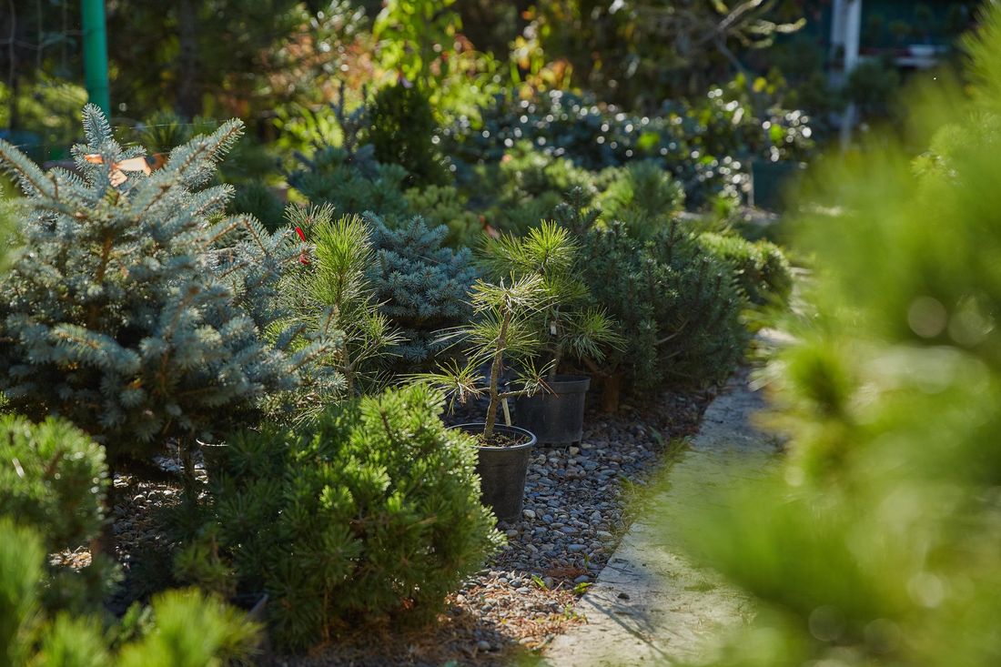 Погода и природа, Томские новости, ель вырубка елей новый год пихта сосна В Томской области усилят контроль за вырубкой елей