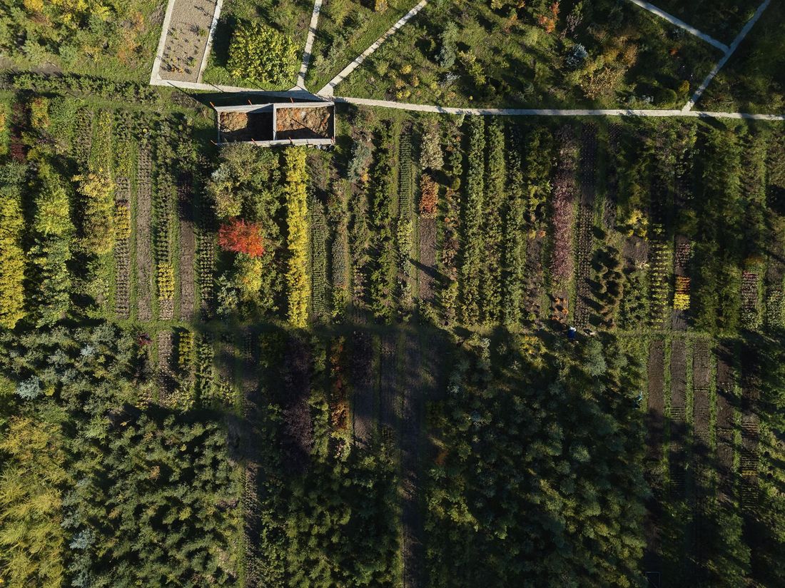 Томские новости, Экология, Экономика и финансы, бюджет леса восстановление лесов вырубка леса К 2024 году Томская область увеличит площадь восстановления лесов на 42 тыс. гектаров