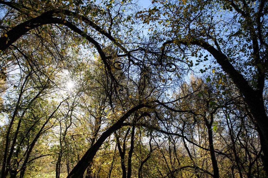 Михайловская роща, Томские новости, михайловская роща экотропа прогулка куда сходить Томичей приглашают на познавательную прогулку в Михайловскую рощу