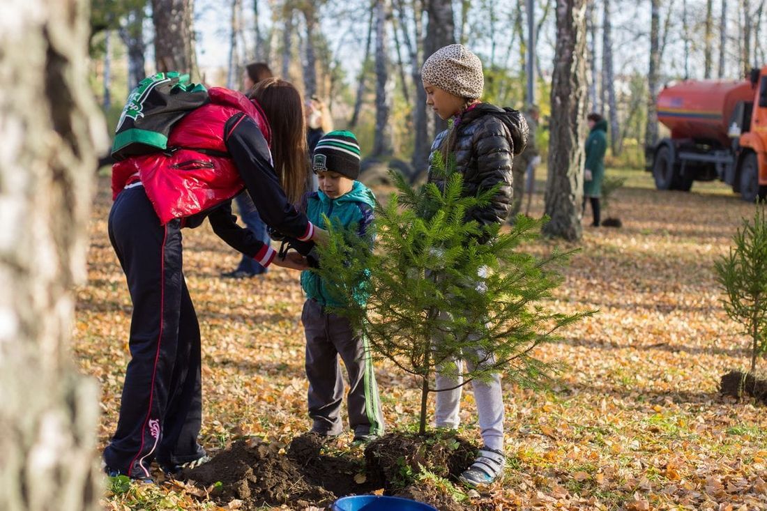 Зелень в городе, Конкурсы и акции, Природа, Томские новости, сосны высадка посадка деревья акция Томичей приглашают на высадку 10 тыс. сосен