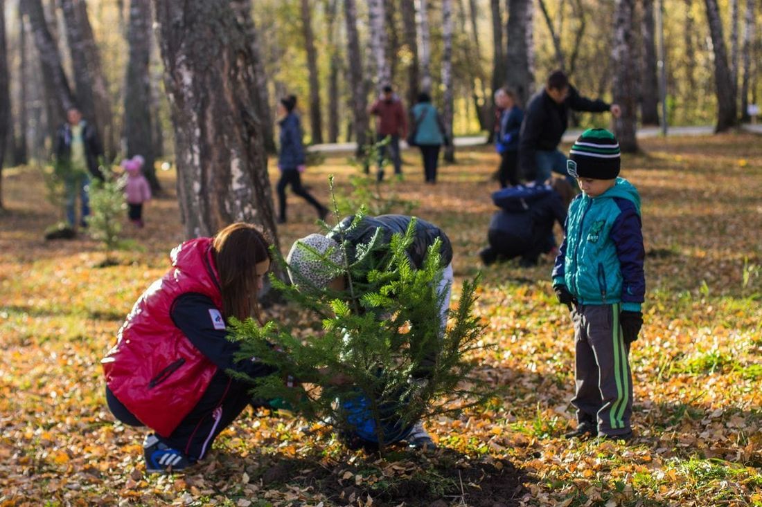 Городское благоустройство, Зелень в городе, Конкурсы и акции, Томские новости, субботник Михайловская роща высадили саженцы деревья В Михайловской роще высадили сосны и ели (ФОТО)