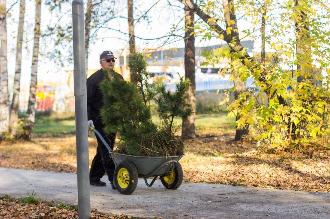 Конкурсы и акции, Томские новости, Экология, лес сосна саженцы дарим лес В эти выходные в Томском районе высадят почти 19 тысяч саженцев сосны