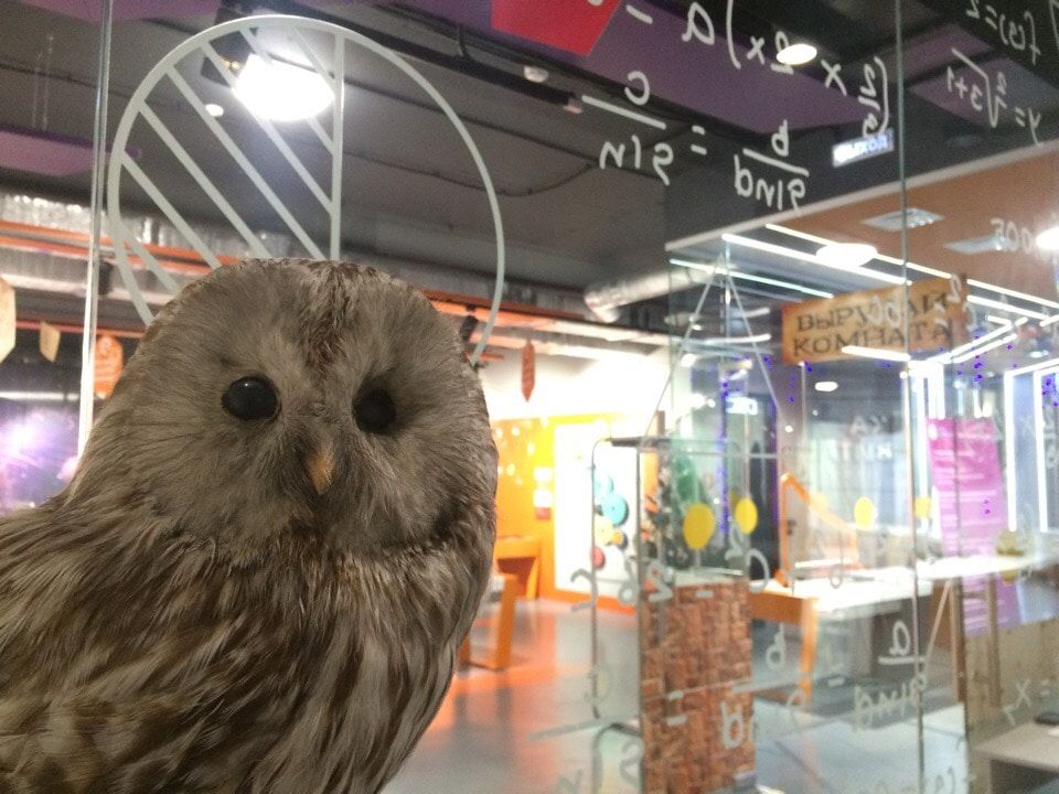 Томские новости, новый год гарри поттер точка гравитации хогвартс волшебство Поттериана: томским школьникам откроют тайны науки и магии