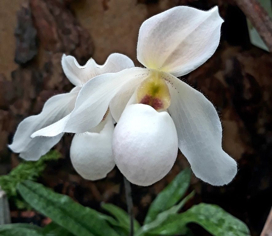 ТГУ, Томские новости, локоны орхидеи в Томске купить ботанический сад У томичей появилась возможность увидеть «Локоны кивающей девушки» (ФОТО)