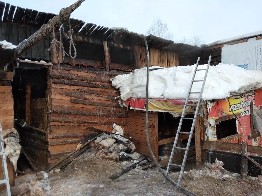 Происшествия, Томские новости, пожар стайка скот овцы коровы козы пожарные спасение Пожарные спасли 50 животных из горящей стайки в Томском районе