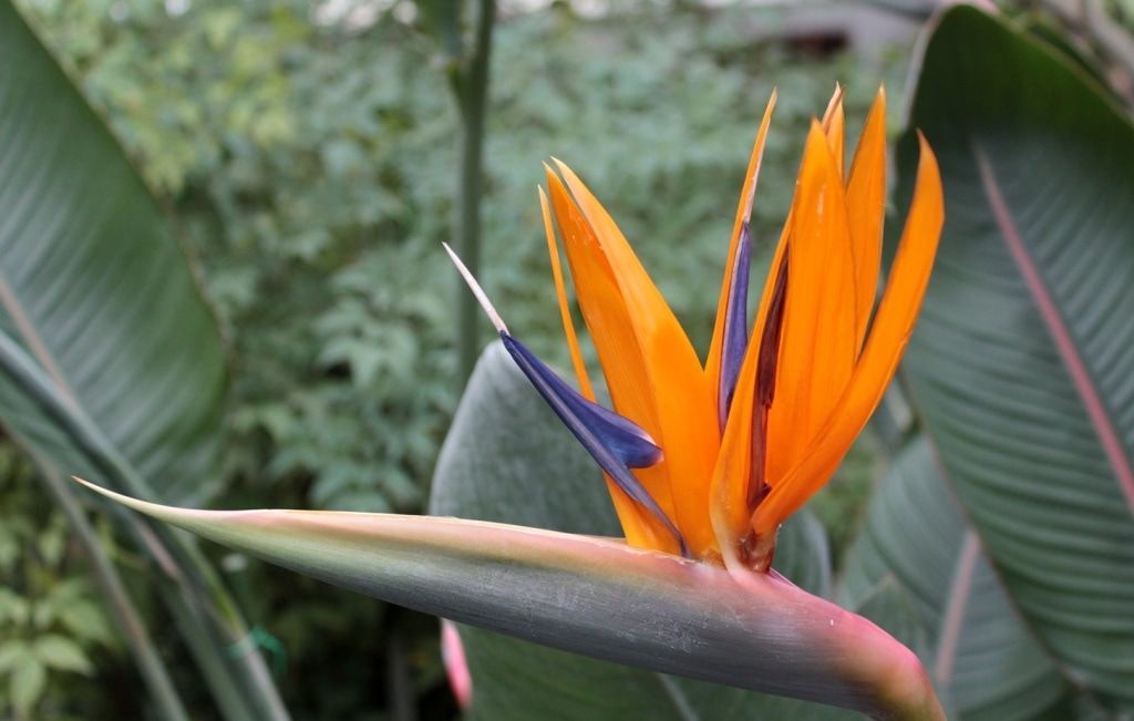 Погода и природа, ТГУ, Томские новости, ботанический сад райская птица флора стрелитция цветок цветение экзотические растения В Томском ботсаду зацвела «райская птица»