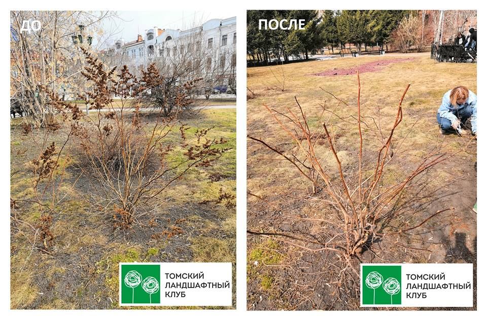 Городское благоустройство, Томские новости, Театральный сквер обрезка деревьев благоустройство приводят порядок ландшафтный клуб Томичи впервые за пять лет провели обрезку деревьев в Театральном сквере