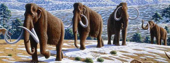 Культура в Томске, Томские новости, мамонты слоны день защиты слонов палеолит вечеринка греггом кофи браун Всемирному дню защиты слонов посвящается! О мамонтах и вечеринках в Томске