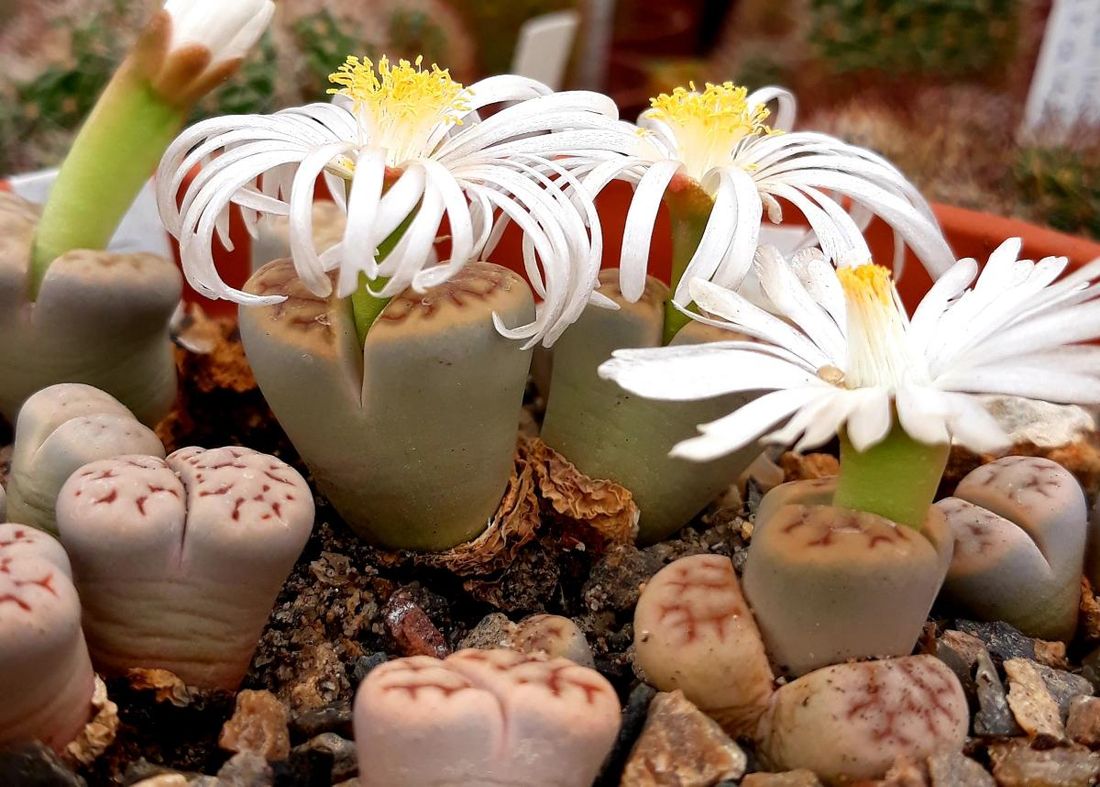 ТГУ, Томские новости, Ботанический сад томск растения куда сходить зелень В Томске расцвели «живые камни» (ФОТО)