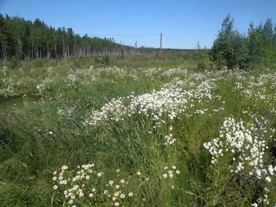 Томские новости, Томскнефть ВНК, экология томскнефть томская нефть промыслы экологичные предприятия Томской области нефтяники против Чистый промысел: экологи «Томскнефть» закончили сезон рекультивации