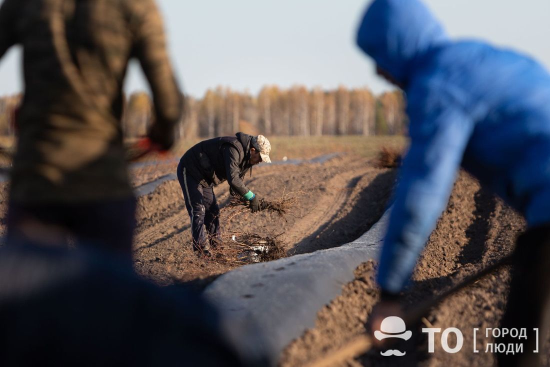 Рынок труда, Томские новости, дептруда департамент труда и занятости населения Аграрии Томской области готовы предложить вакансии томичам, потерявшим работу
