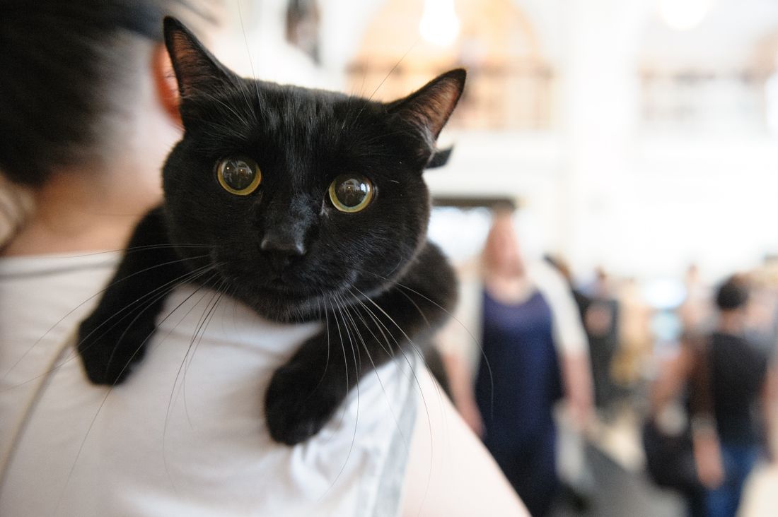 Благотворительность, Томские новости, музейный сад зоо поддержка животных помощь бездомным Томичей приглашают на традиционную ЗООбарахолку в Музейный сад