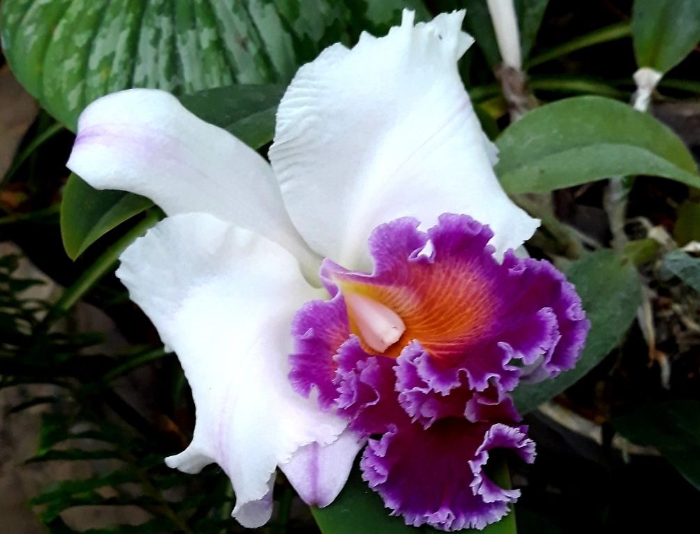 ТГУ, Томские новости, туфелька орхидеи растения ботанический сад В томском Ботсаду зацвели волшебные «туфельки»