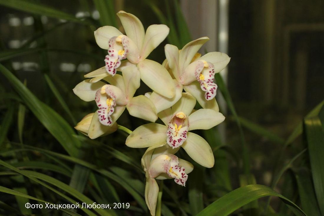 Зелень в городе, ТГУ, Томские новости, цветы гибриды цветение ботанический сад куда сходить В томском Ботсаду впервые за 10 лет зацвели «Очарование», «Душенька», «Рыжик» и «Лео»