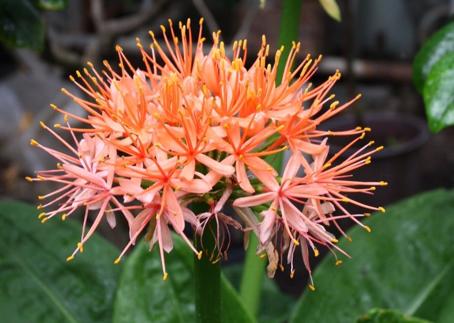 ТГУ, Томские новости, Самые редкие растения Ботсада ТГУ разрешили брать под опеку (ФОТО)