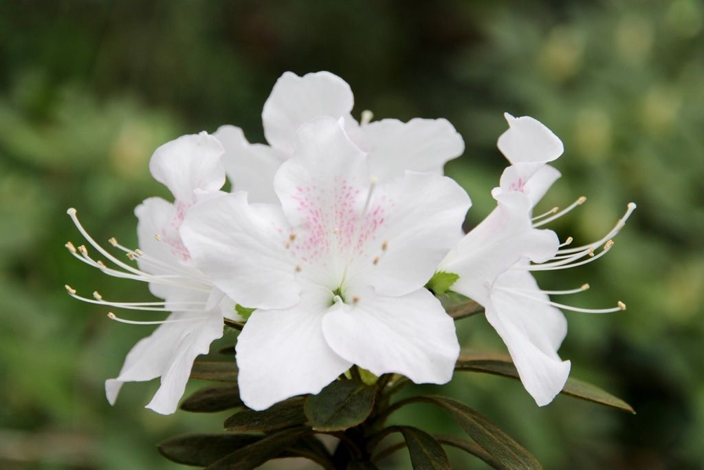 Зелень в городе, ТГУ, Томские новости, ботанический сад куда сходить новые экскурсии ресницы цветы Томска В томском Ботсаду зацвели «Валентина Морякина» и «Снежные ресницы»