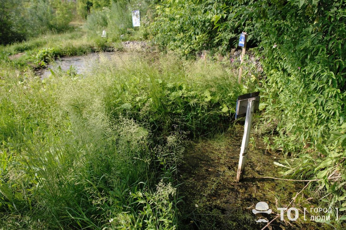 Конкурсы и акции, Краеведение, Томские новости, экскурсия мероприятия куда сходить выходные в Томске история Томска краеведение Томичей приглашают на экскурсию в «томские джунгли»