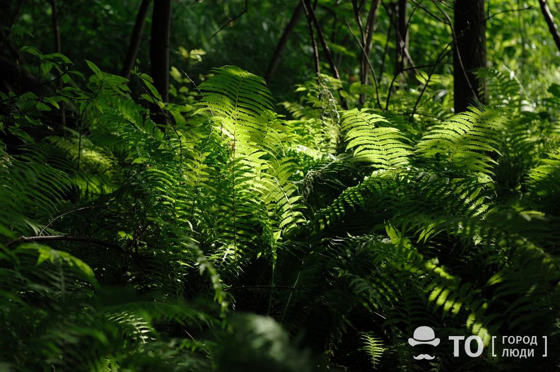 Природа, Томские новости, Экология, красная книга томской области 2023 новое издание ктырь горбатый В Красную книгу Томской области добавят ктыря горбатого