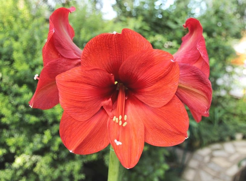 Зелень в городе, Томские новости, гиппеаструм растения тгу ботанический сад музей тг В томском Ботсаду зацвели «рыцарские звезды»