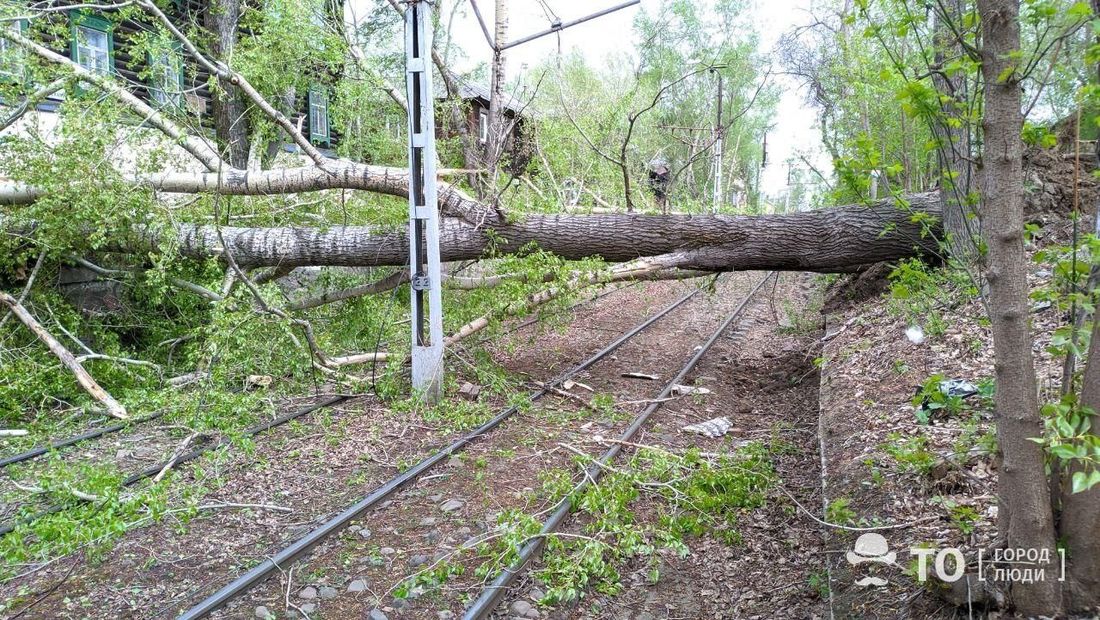 Природа, Происшествия, Стихия в Томске и области, Томские новости, ветер шквал ураган Два поваленных ветром тополя перекрыли трамвайные пути в Томске