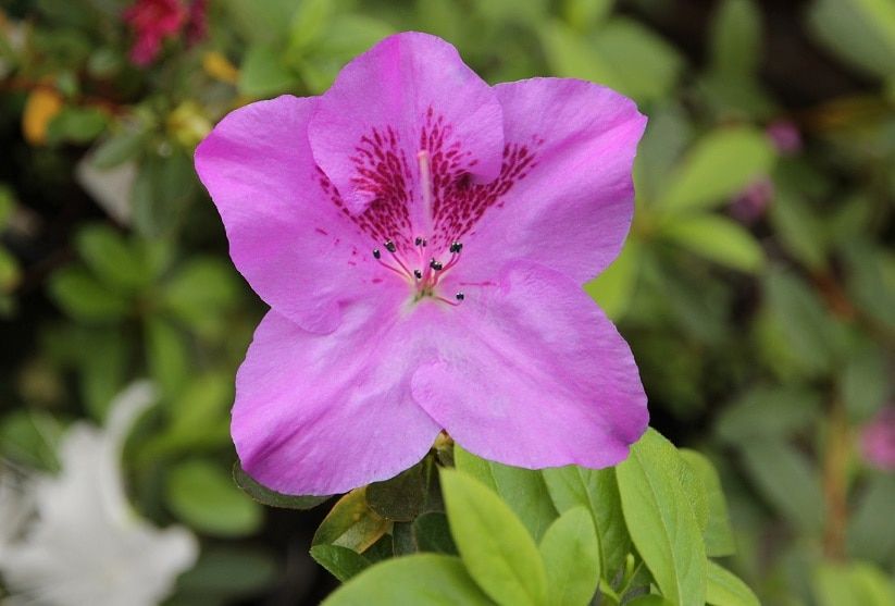 День Победы, ТГУ, Томские новости, Ботсад ТГУ азалии цветы 75 лет Победы Новый сорт азалий в Ботсаду ТГУ назвали в честь 75-летия Победы