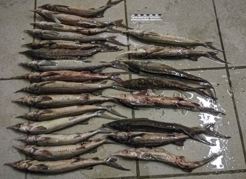 Криминал, Природа, Томские новости, томск рыболовы браконьеры стерлядь сети моторка новости Против «водных» браконьеров в Томской области возбудили 13 уголовных дел за полгода