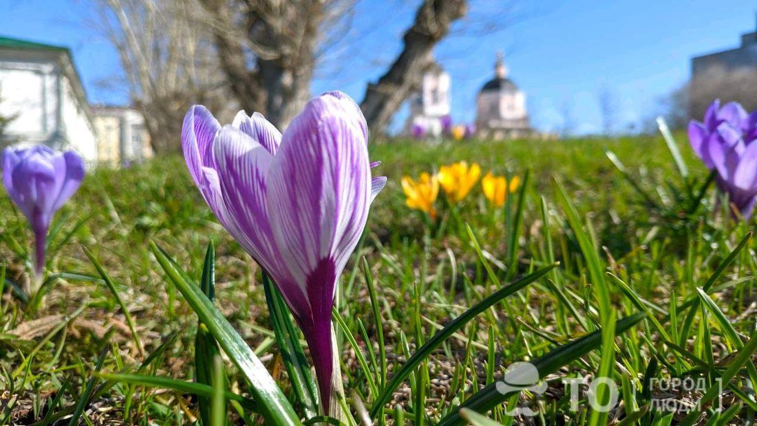 Городское благоустройство, Томские новости, партизанское садоводство полевые цветы сбор семян парки томска новости интересное томские новости Томичей приглашают поучаствовать в создании луговых цветников