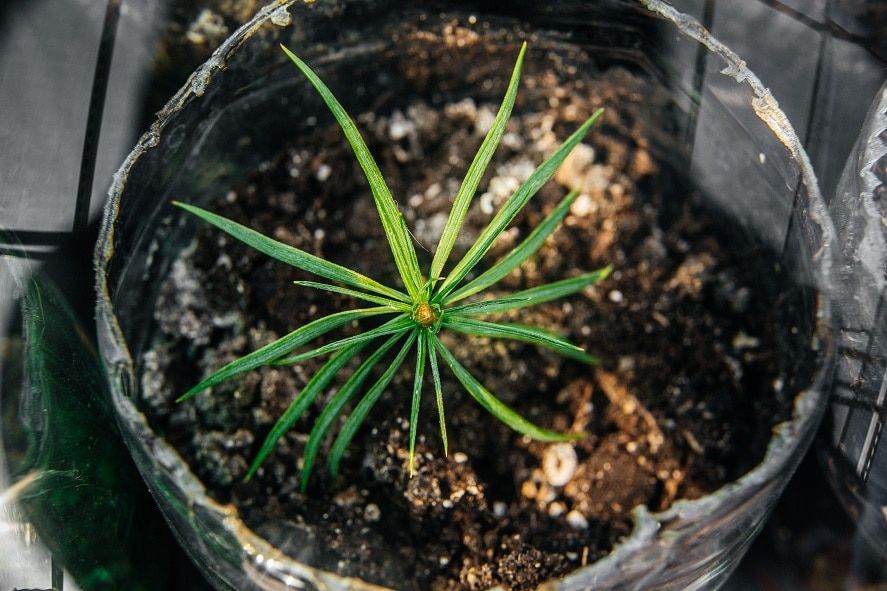 Зелень в городе, Образование и наука, Природа, Томские новости, ТПУ, томск тпу хвойные кузбасс кедр сосна лесовосстановление сити-ферма новости В ТПУ разрабатывают технологию уникальных сити-ферм по ускоренному выращиванию хвойных деревьев