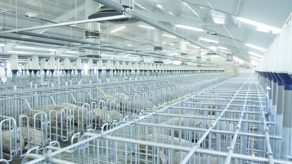 Сибагро, Томские новости, Доктор Робик LGN 0510 свинокомплекс томский сибагро запахи Свинокомплекс «Томский» тестирует новые экологические технологии