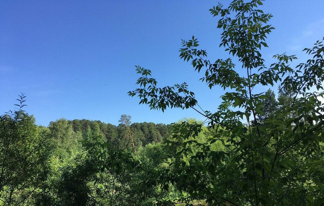 Происшествия, Томские новости, томск дикоросы заблудившийся Заблудившегося во время сбора дикоросов в Томской области подростка нашли в течение суток
