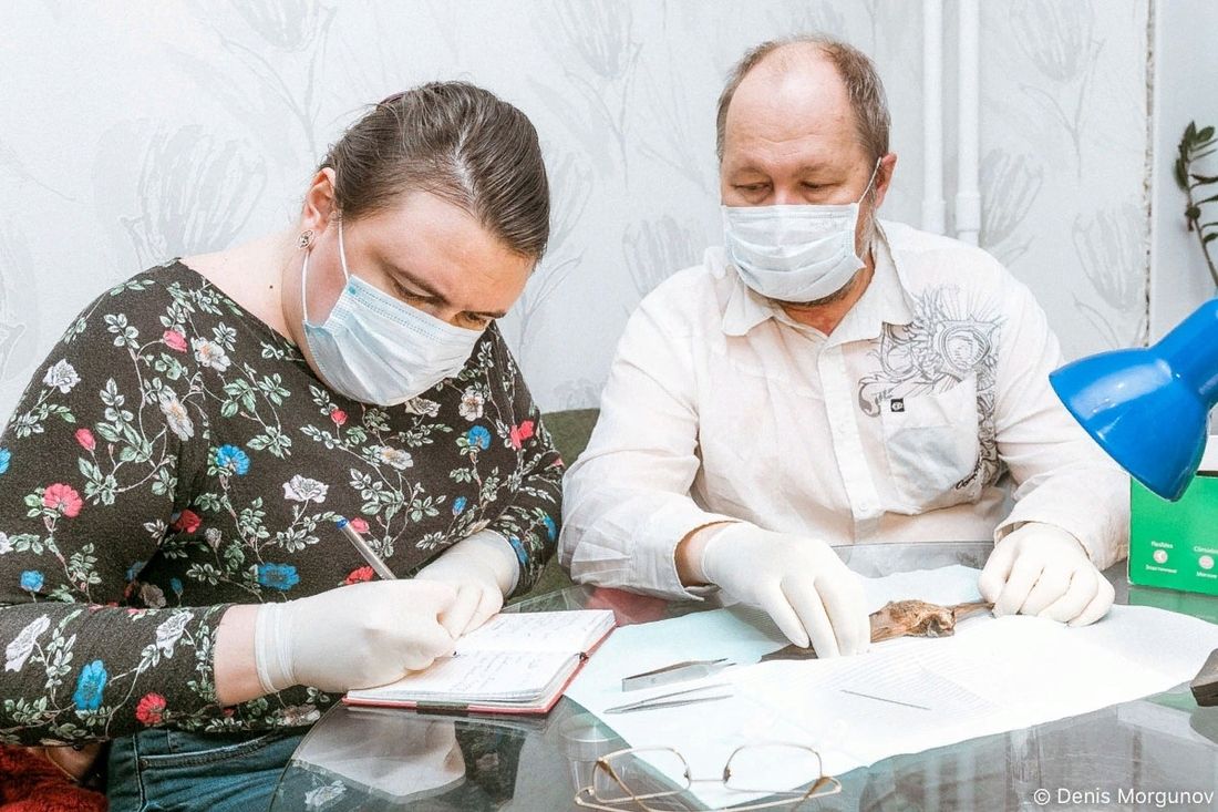 Образование и наука, ТГУ, Томские новости, летучие мыши вирусы клещи новый вид Томские ученые помогли обнаружить новый вид клеща