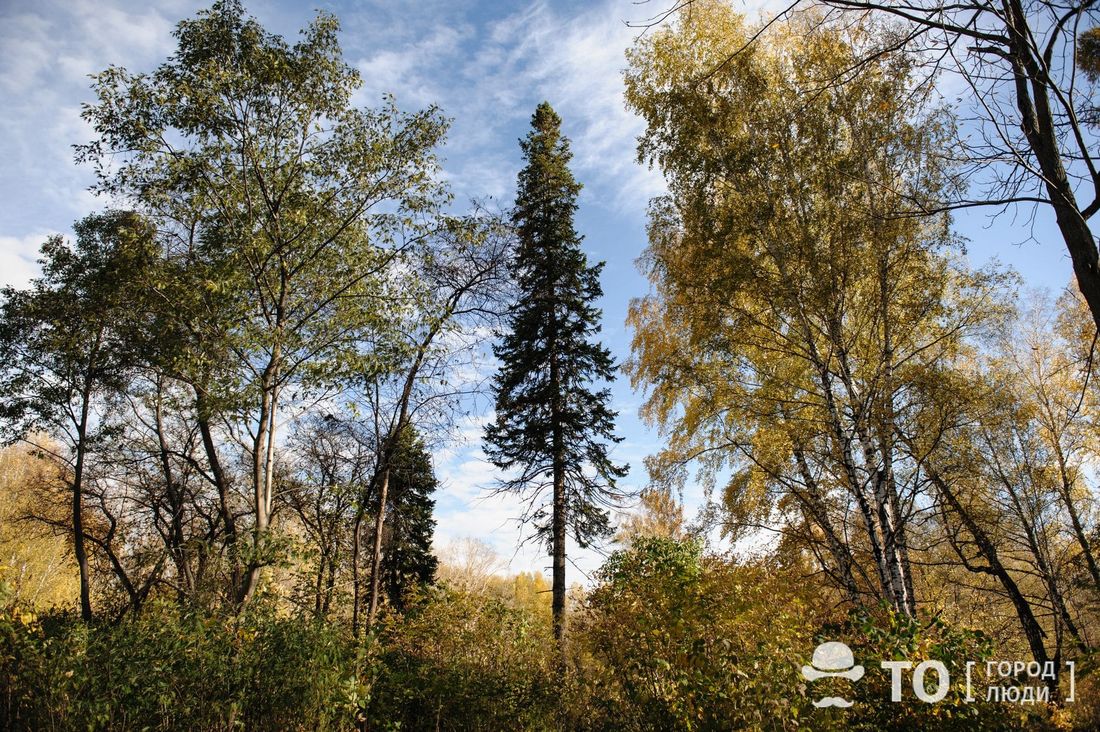 Город, Происшествия, Томские новости, Интересные новости Томска медведи дикие животные пропажа жесть Любое кормление дикого животного сокращает ему жизнь - эксперты