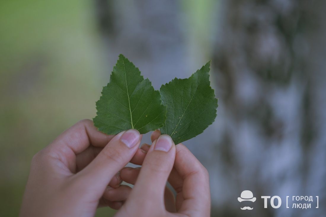Зелень в городе, Томские новости, волонтеры обрезка деревьев куда сходить в томске новости интересное Томичей приглашают стать ландшафтными волонтерами