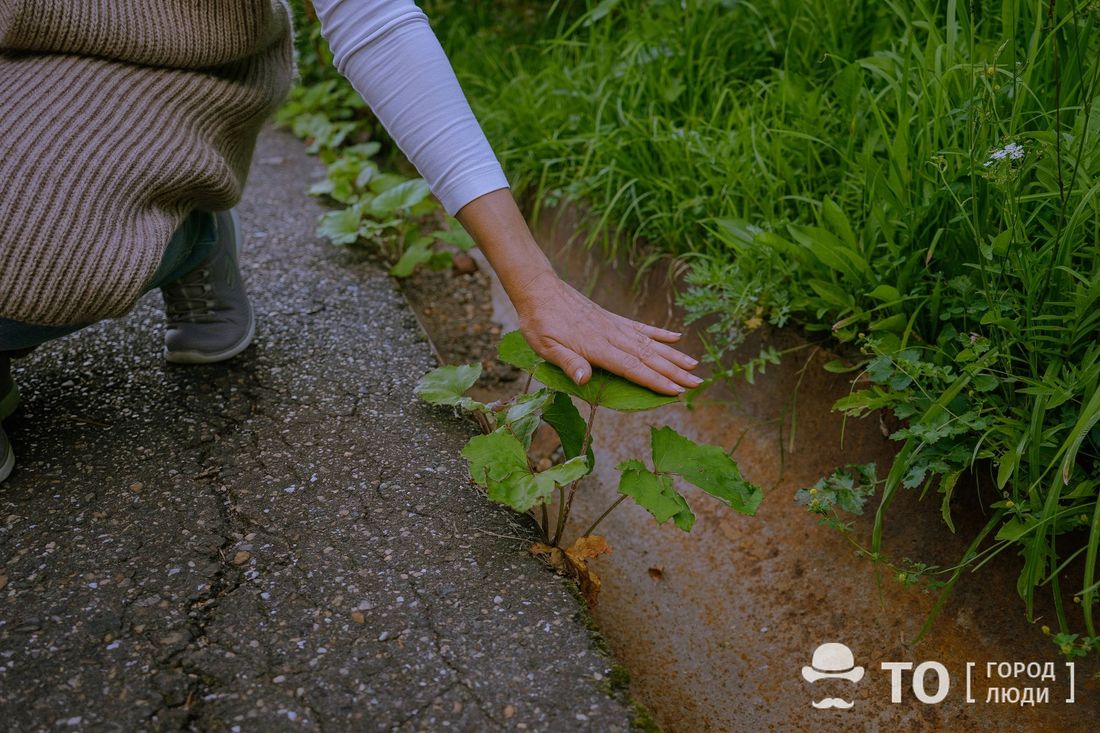Город, Зелень в городе, Томские новости, растения зелень интересные новости Томска Безобидный борщевик пугает томичей