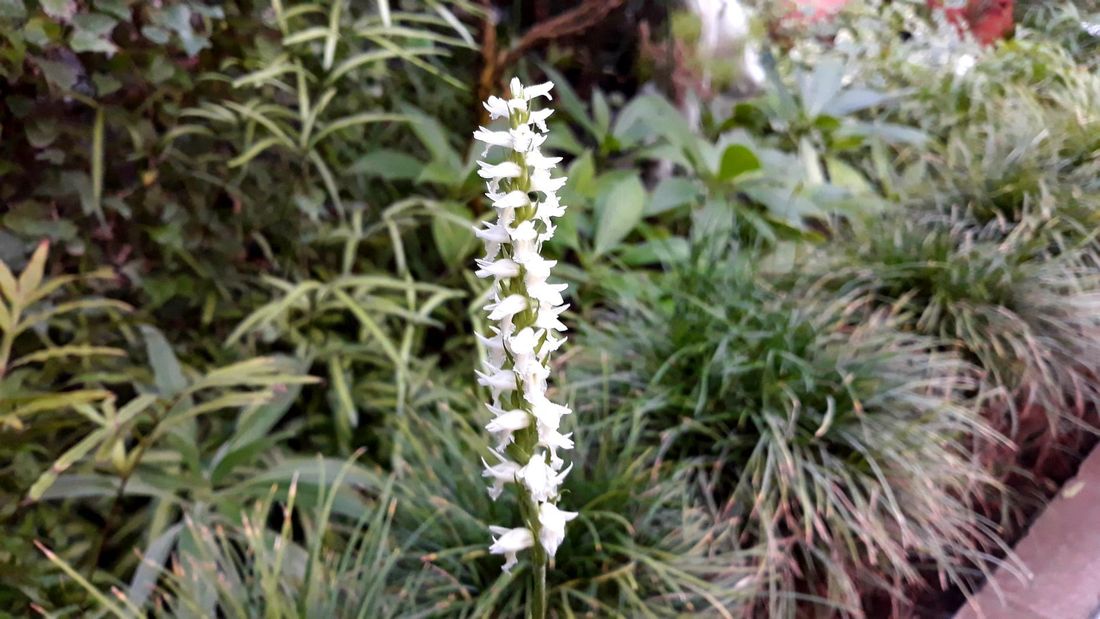 Афиша Томска, ТГУ, Томские новости, орхидеи в томске ботсад тгу выставки томска куда сходить в томске новости интересное Томичей приглашают полюбоваться на «локоны кивающей девушки»