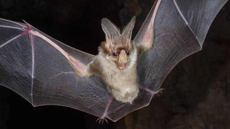 Томский Обзор, новости, Коронавирус (Covid-19), Мировые новости, Образование и наука коронавирус летучие мыши новости регионов новости новосибирска интересное Новосибирских летучих мышей проверили на коронавирус