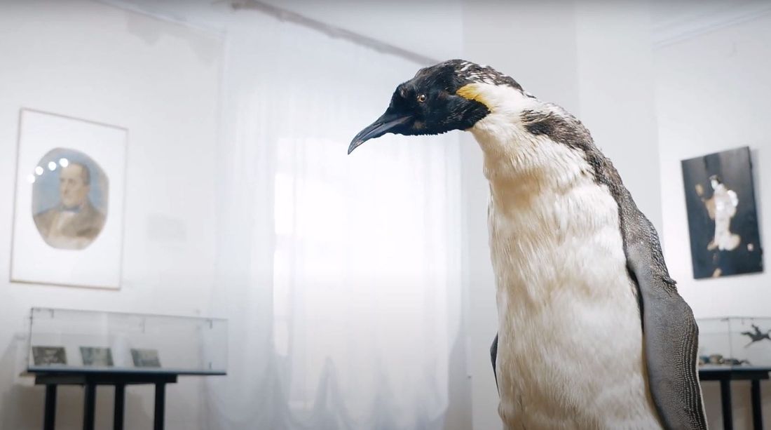 Томские новости, Томский областной краеведческий музей, музеи томска краеведческий музей куда сходить в томске новости интересное Короткометражка «Музейный shop» от Томского краеведческого музея участвует в Museums in Short-2020