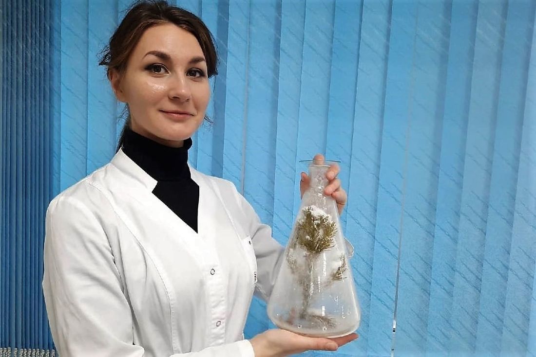 Креативные индустрии, Новый год ❄, Томские новости, ицаэ томск новости интересное елки в томске конкурсы «Научная ёлка» томичей стала победителем в конкурсе «Ёлки на дистанте»