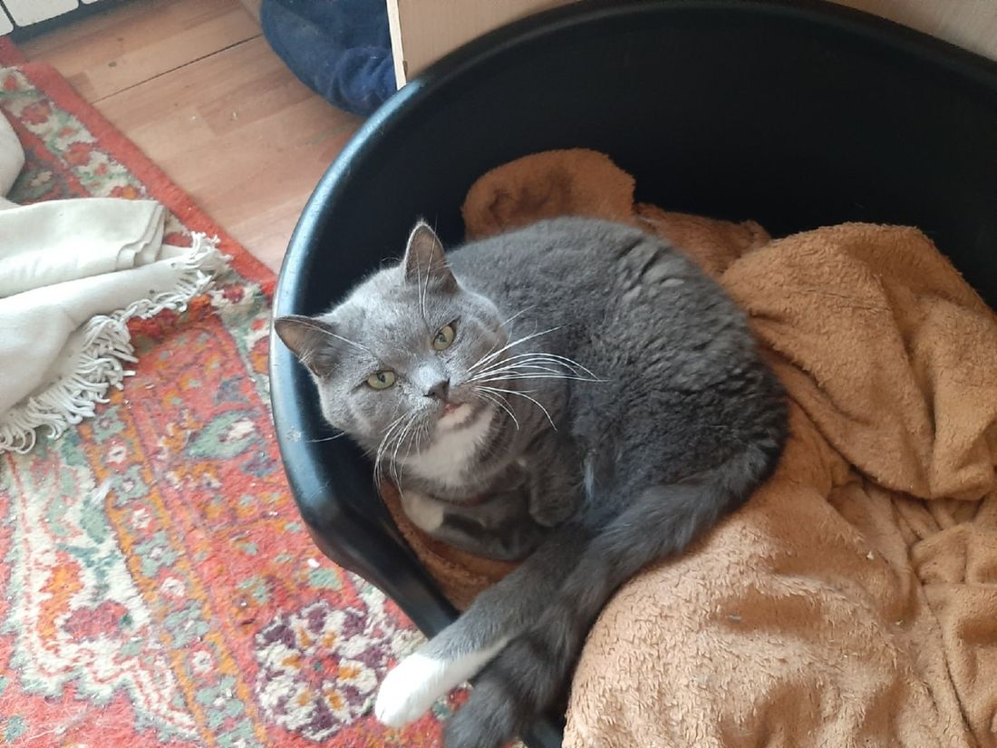 Происшествия, Томские новости, 4 лапы кошки собаки приют передержка пожар В Томске сгорел пункт передержки больных животных «4 лапы»