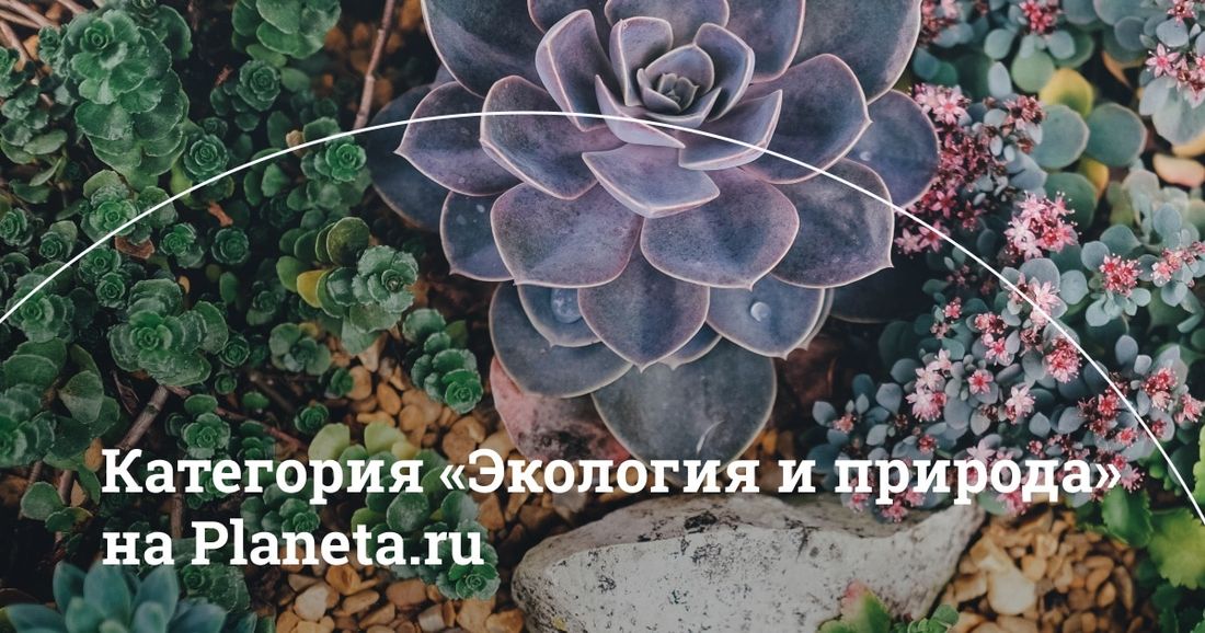 Томский Обзор, новости, Мировые новости, Природа, Экология экология краудфандинг планета ру новости интересное На краудфандинговой платформе Planeta.ru теперь можно поддержать экопроекты