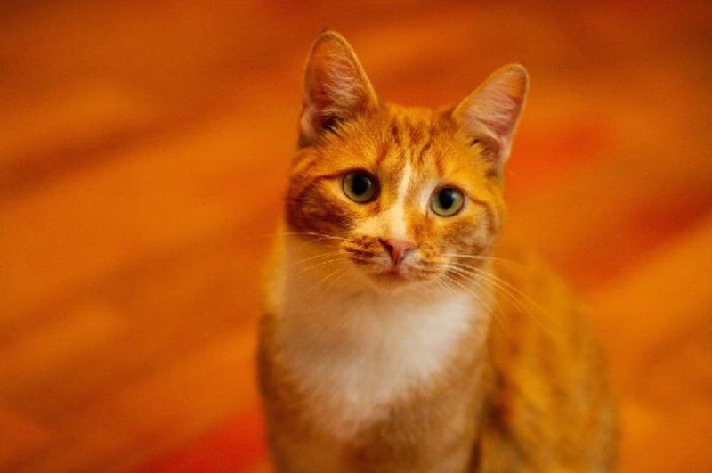 Благотворительность, В мире животных, Котики, Томские новости, бездомные животные томск приюты новости интересное коты собаки приюты передержки muzzlebook Выпускники Томского политеха создали единую базу бездомных животных