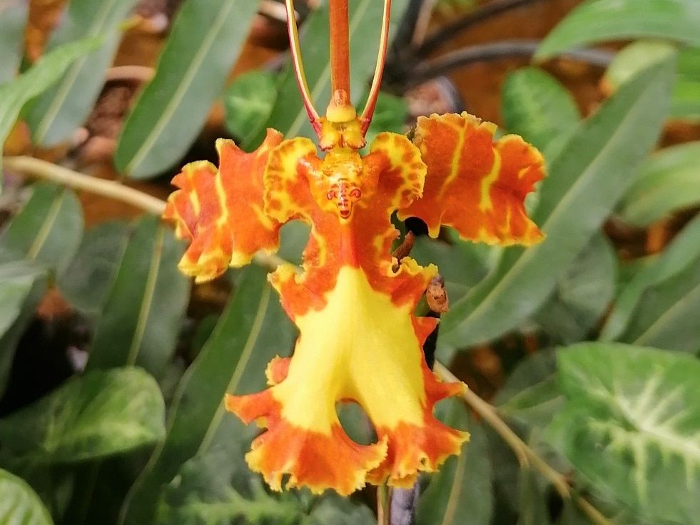 Погода и природа, ТГУ, Томские новости, Томск ботанический сад ТГУ орхидея растение Орхидея-инопланетянин впервые зацвела в Ботаническом саду ТГУ