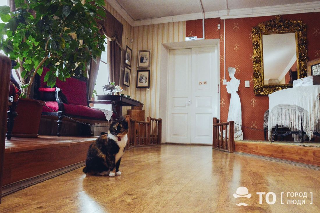 Котики, Культура в Томске, Томские новости, музей Люська кошка котики томские коты котомск Кошка Люська стала почетным работником Музея истории Томска
